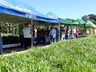 Cooperalfa promove campo tecnológico de pastagens de verão em SJCedro
