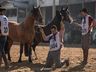 Cavalo Crioulo de Campo Erê está entre os 4 melhores do Brasil