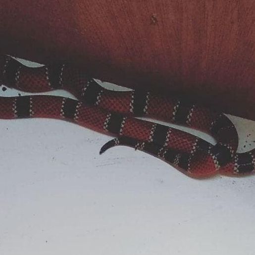 Serpente mais venenosa do Brasil é encontrada em casa de SC