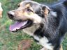 Cachorro é morto a tiros em sítio no interior de Paraíso