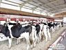5ª Expo São João vai destacar o potencial do gado leiteiro do município