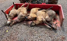 Cães matam ovelhas em propriedade de Guarujá do Sul