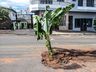 VÍDEO: Bananeira é colocada em buraco no centro de SMOeste