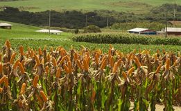 Programa Terra Boa 2024 será lançado nesta quarta na região