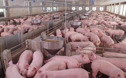 ACCS alerta para o máximo de cuidado com a biosseguridade