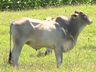 Preço do boi e da vaca gorda cai até 11% no Extremo Oeste, aponta Epagri