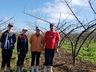 Oscilação de temperatura causa perdas consideráveis na produção de pêssego