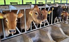 Extremo Oeste notificou mais de 40% dos casos de raiva bovina registrados em SC em 2024