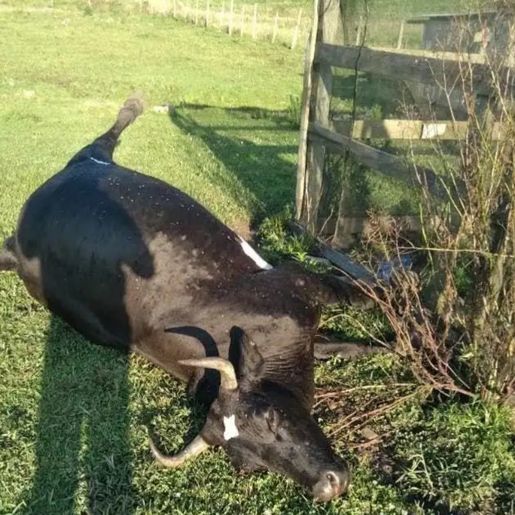 Serpente Urutu mata vaca na Serra Catarinense