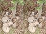Seis cães são abandonados em estrada e polícia resgata filhotes em SC