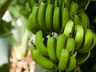 Estudo mostra que comer uma banana verde por dia ajuda a evitar uma série de cânceres