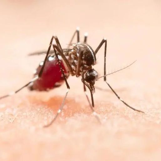 Epidemia de dengue atinge 21 municípios de SC e registra aumento de 30% em sete dias