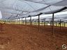 Empreendedor aposta na produção de hortifrutis no interior de Mondaí