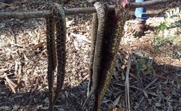 Agricultor é atacado por três cobras Jararacuçu