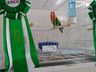 Associação dos Criadores de Aves de Iporã do Oeste realiza 1ª copa de ornitologia