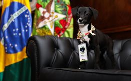 Santa Catarina vai castrar mais de 80 mil cães e gatos em 273 cidades 