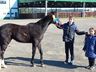 Grupo da região participa da Exposição Nacional do Cavalo Campeiro