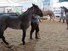 Cavalos crioulos de Itapiranga são avaliados na 11ª Efrait