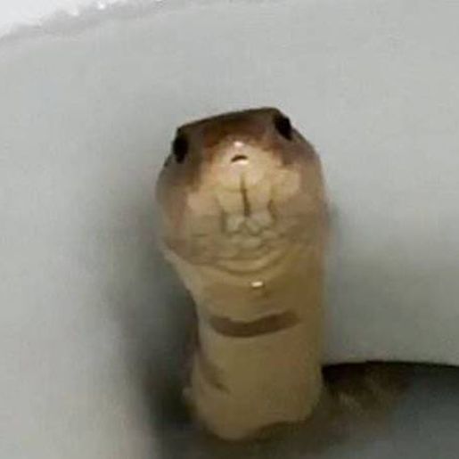 Turista passa por cirurgia no pênis após ser picado por cobra em vaso sanitário