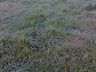 São Miguel do Oeste registra 0°C e Belmonte chega a -1,4°C