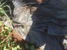 Guaraciaba registra 14 focos da dengue no primeiro mês do ano
