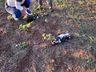 Vários animais são encontrados mortos no interior de Itapiranga