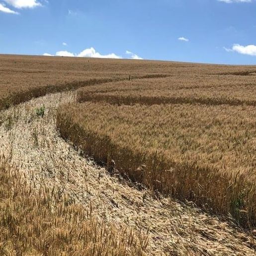 Revista paga para identificar autor de agroglifo em Ipuaçu