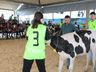 Julgamento de bovinos marca penúltimo dia da 10ª FAIC, em Iporã do Oeste