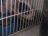Cão da raça Pitbull é atacado por cobra no interior de SMOeste