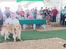 Desfile de cães tem presença de 20 animais na Efrait 2024