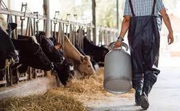 Movimento agropecuário de Itapiranga cresce 20% em 2020