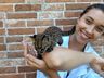 Gato do mato é resgatado em Itapiranga 