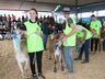 Julgamento de bovinos marca penúltimo dia da 10ª FAIC, em Iporã do Oeste