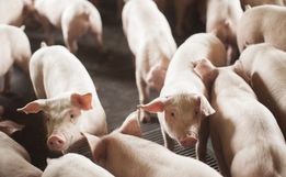SC exporta mais de 360 mil toneladas de carne suína em 2025