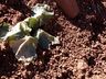 Clima prejudica desenvolvimento da plantação de tabaco na região Oeste catarinense