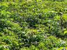 Ex-empresário do ramo frigorífico desempenha atividades com a produção de hortaliças
