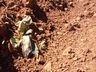Clima prejudica desenvolvimento da plantação de tabaco na região Oeste catarinense