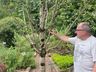 Horto da Vida de Mondaí dispõe mais de 230 espécies de plantas medicinais