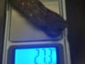 Cão da Polícia Militar localiza maconha em ônibus
