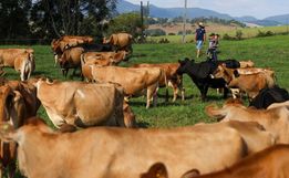 Santa Catarina registra aumento na produção de leite e ovos em 2023