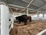 Animais da Mercoleite começam a chegar no parque de exposições
