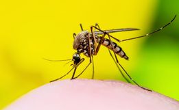 Com aumento dos casos de dengue, governo de SC prepara decreto de emergência