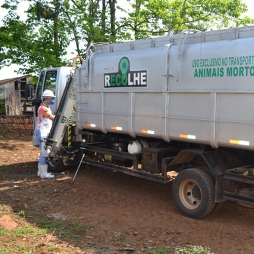 Recolha de carcaças de animais será retomada nos próximos meses