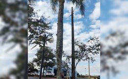 Setor de Meio Ambiente inicia desenvolvimento do projeto de arborização
