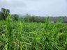 Itapiranga vai decretar situação de emergência em virtude de perdas na agricultura