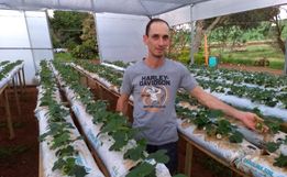 Produtor de morango se prepara para a primeira safra