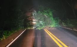 Queda de árvore atinge caminhão e interrompe trânsito na SC 163 em Itapiranga