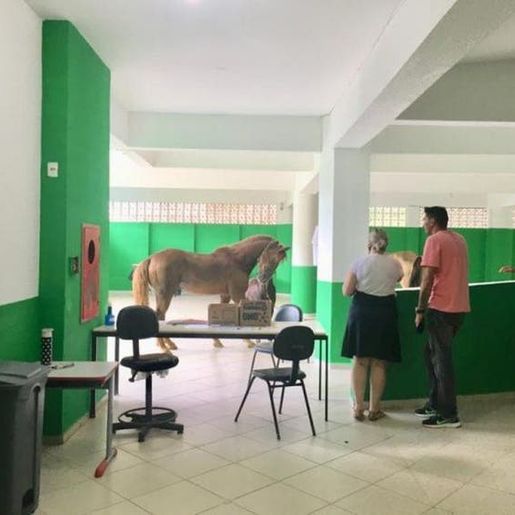 Cavalos invadem escola e assustam funcionários em Santa Catarina