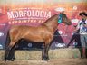Cavalo Crioulo de Campo Erê está entre os 4 melhores do Brasil