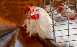 China suspende proibição de importação de carne de frango do Brasil